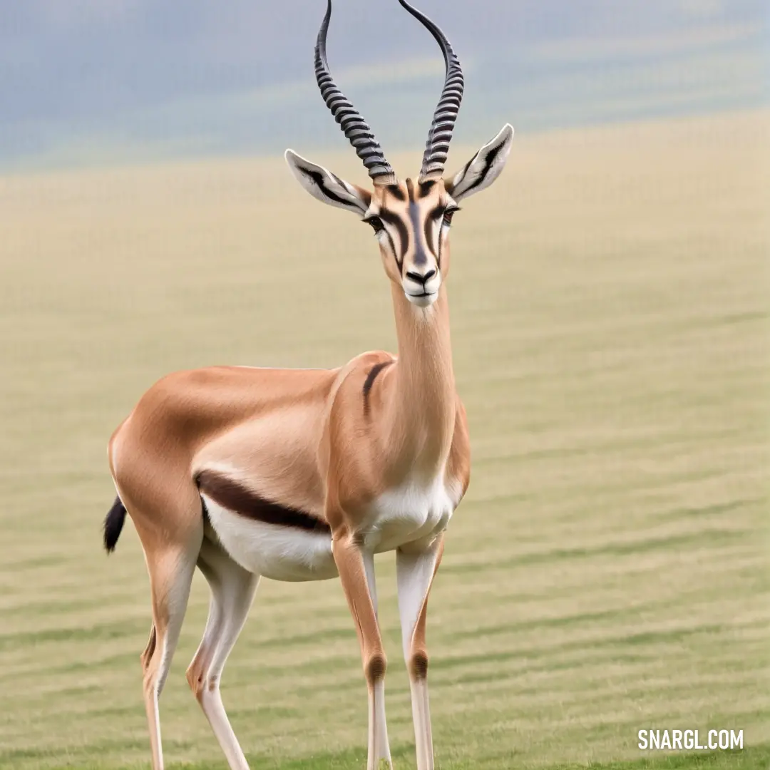 Gazelle standing in a field with long horns on its head