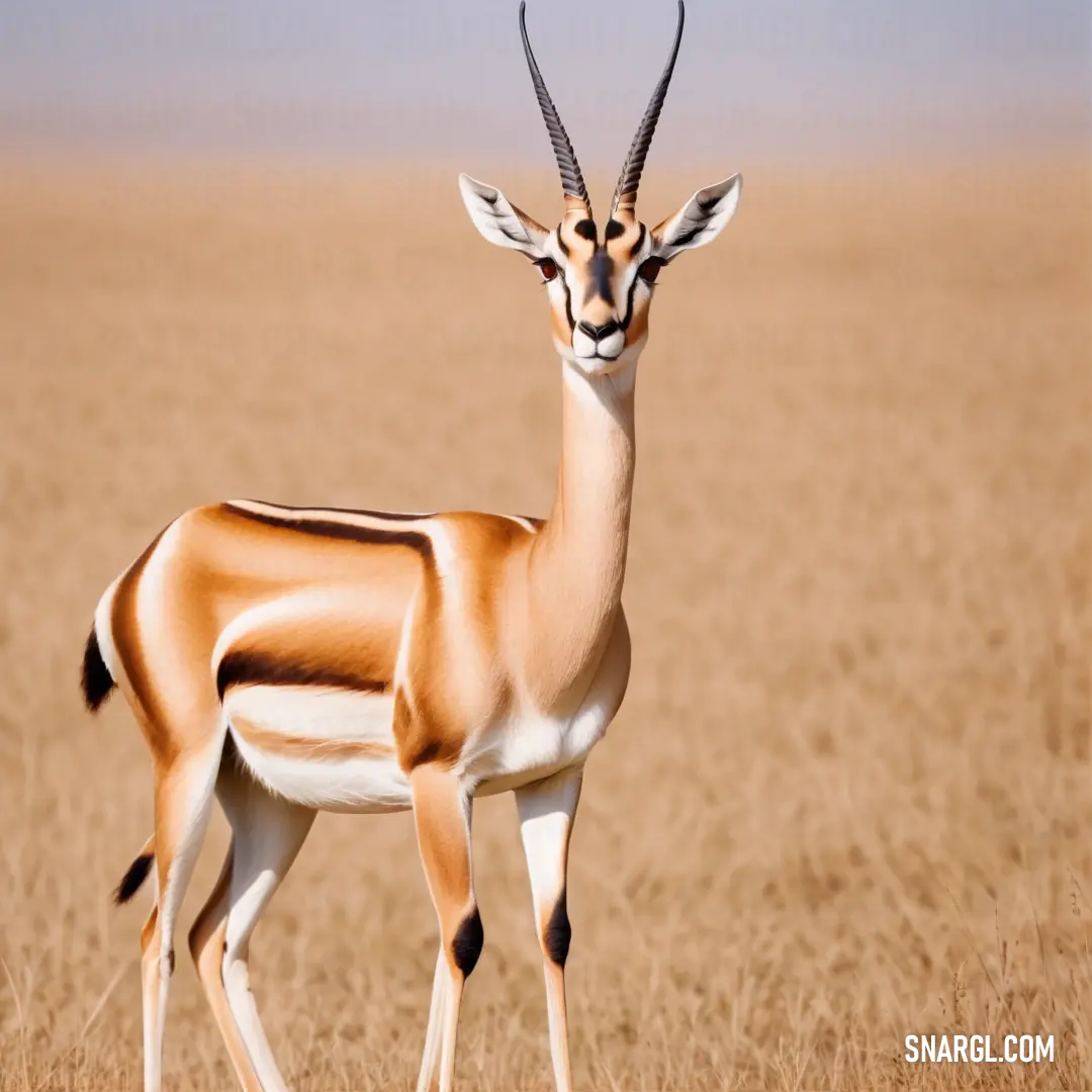 Gazelle standing in a field of dry grass with a sky background
