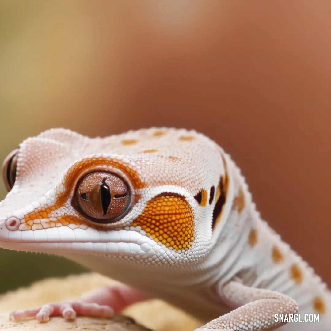 Close up of a gecko on a rock with a blurry background