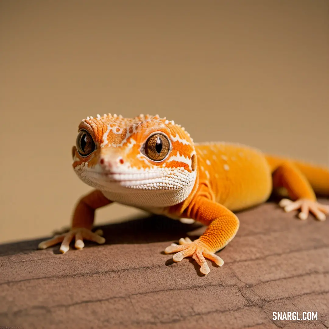 Close up of a lizard on a wooden surface with a brown background