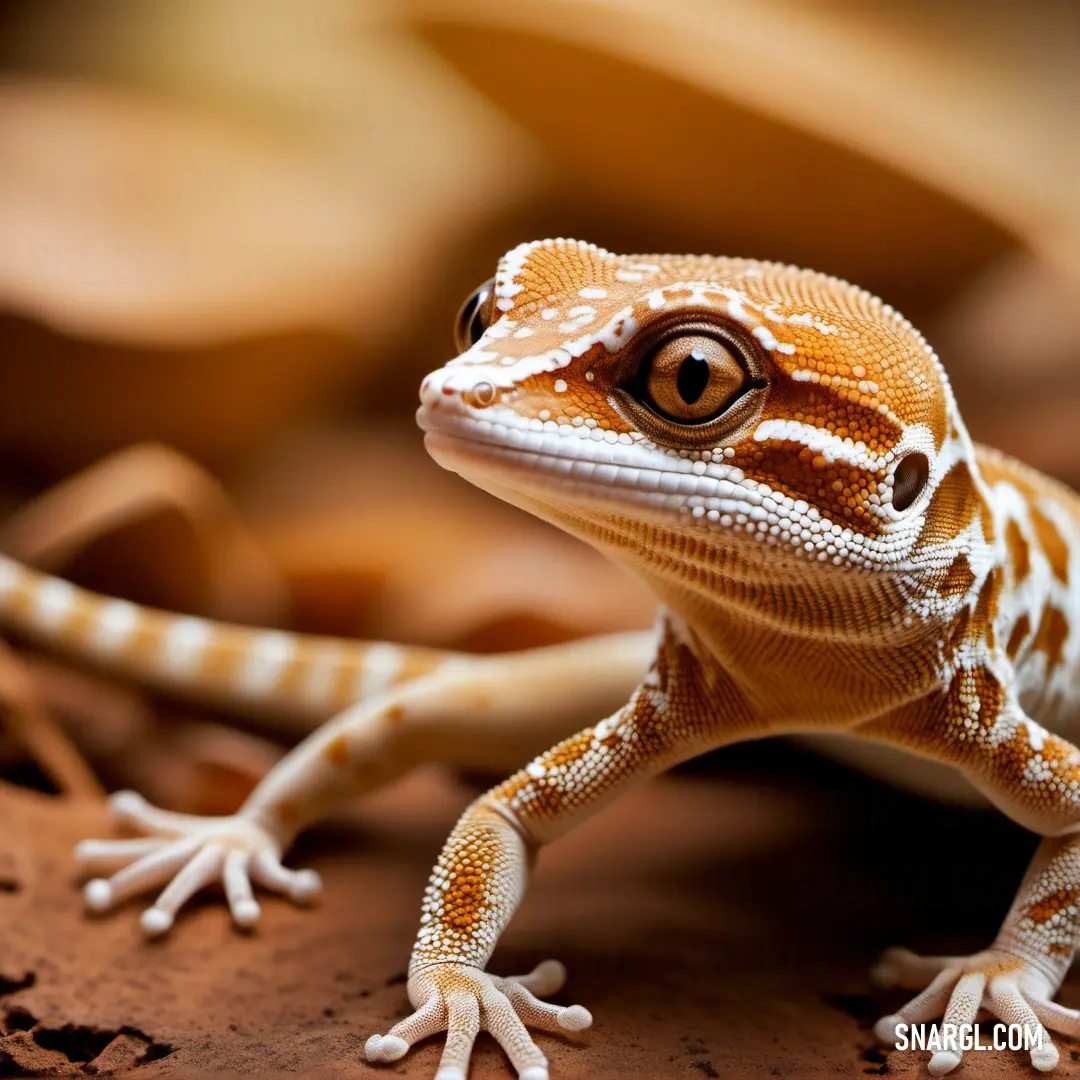 Close up of a lizard on a table with a blurry background