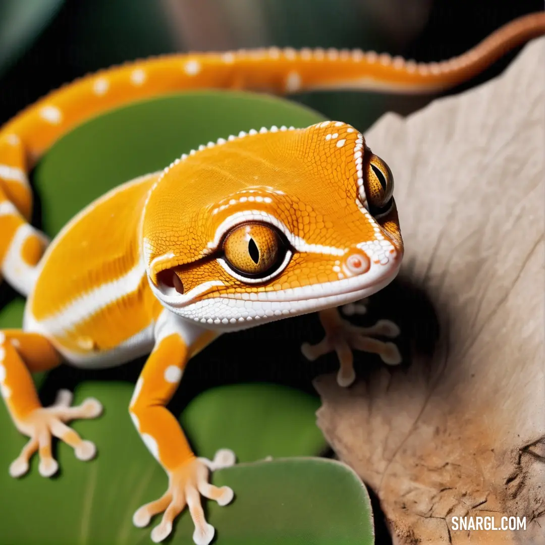 Gecko is on a leaf and looking at the camera with a smile on its face and eyes