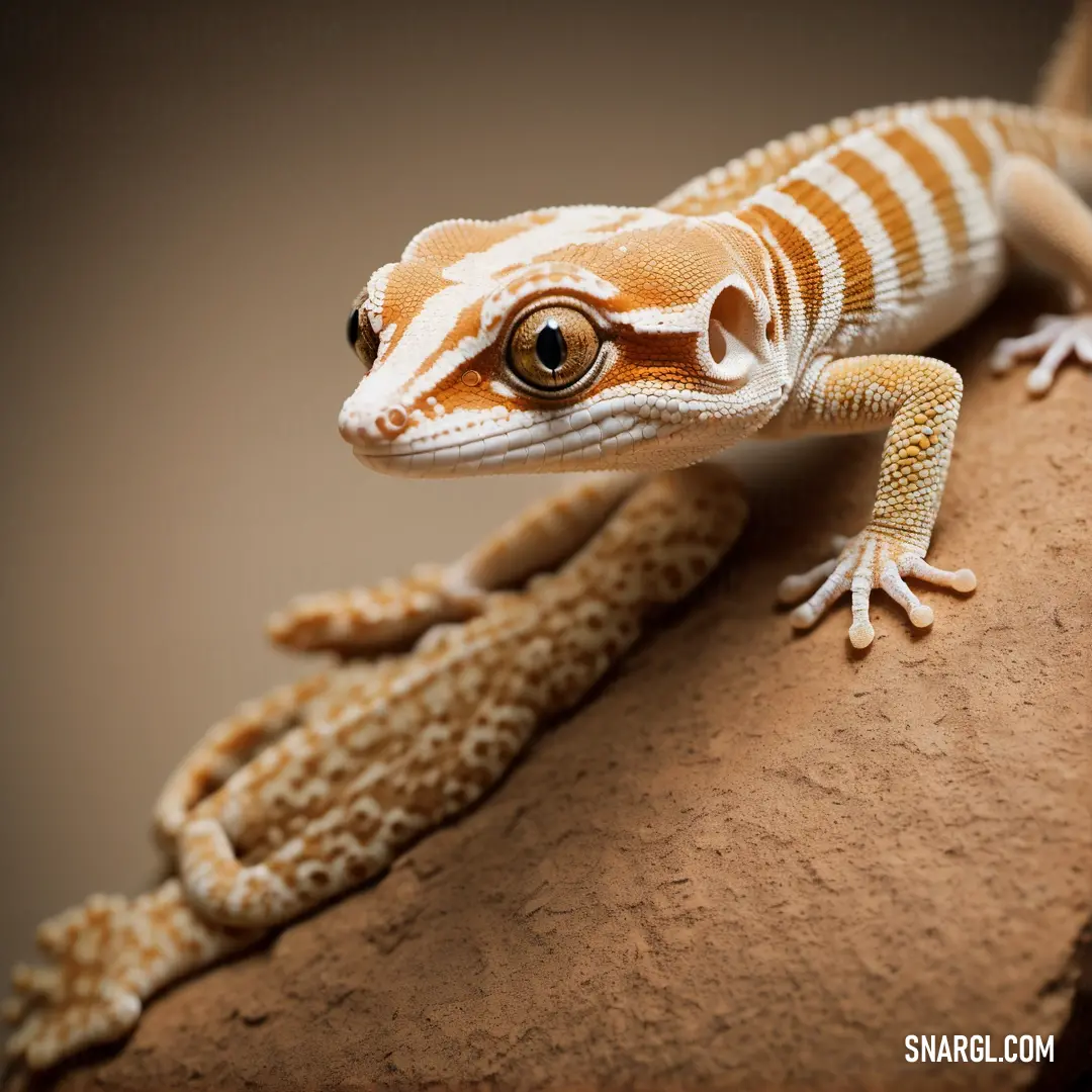 Small lizard is on a rock and looking at the camera with a curious look on its face