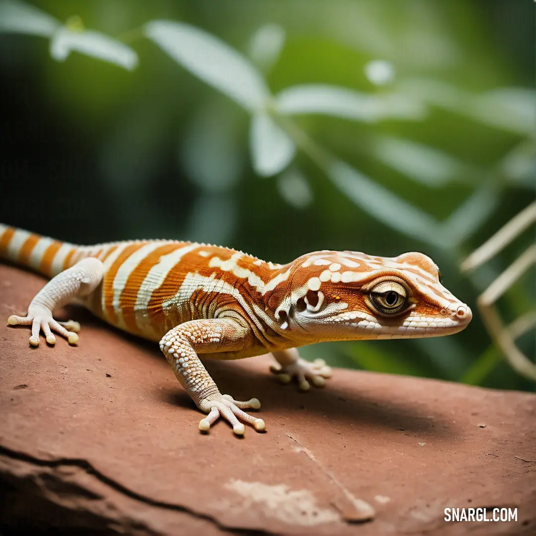 Small lizard on a rock in a zoo enclosure with a blurry background