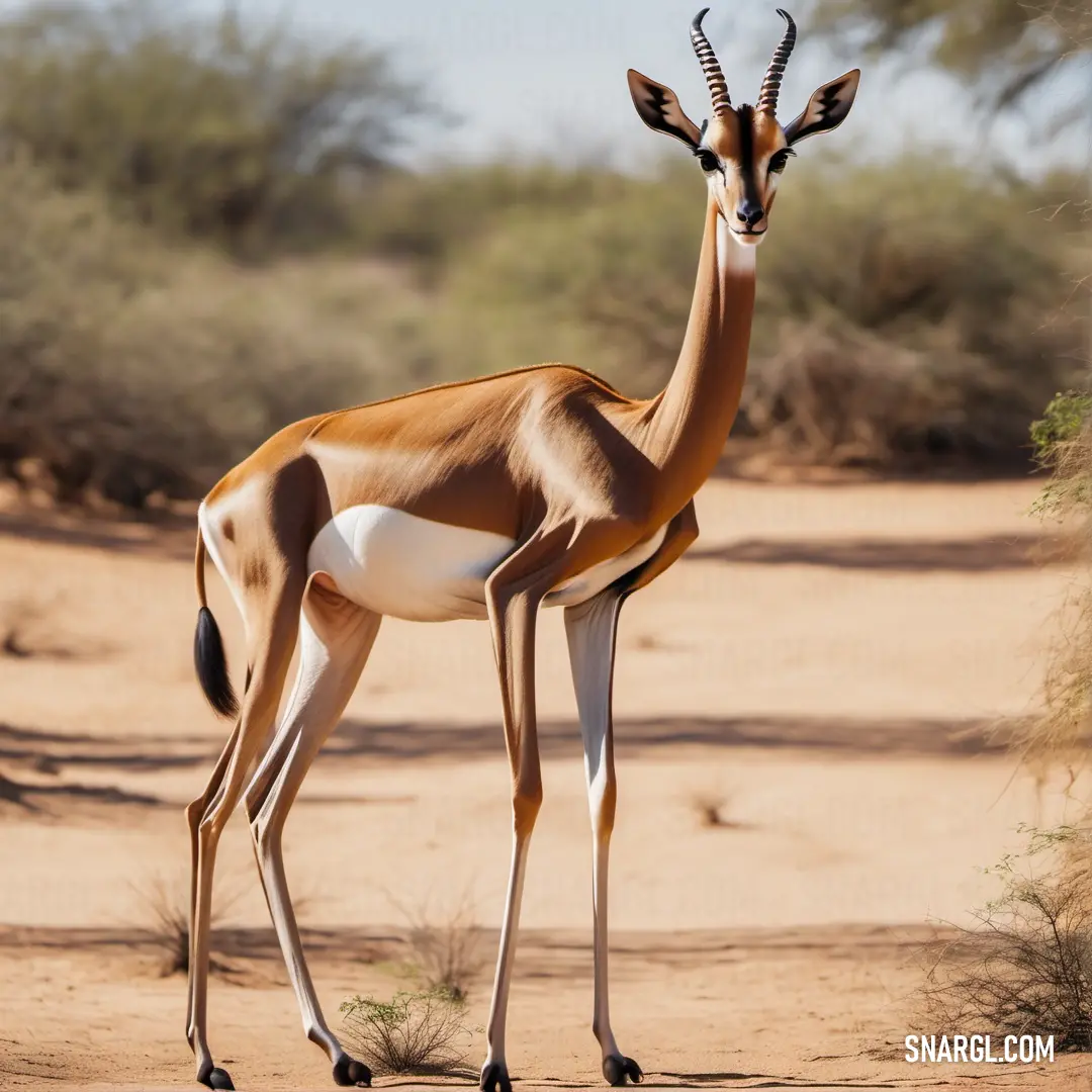 Gazelle standing in the middle of a dirt road in the wild with trees in the background