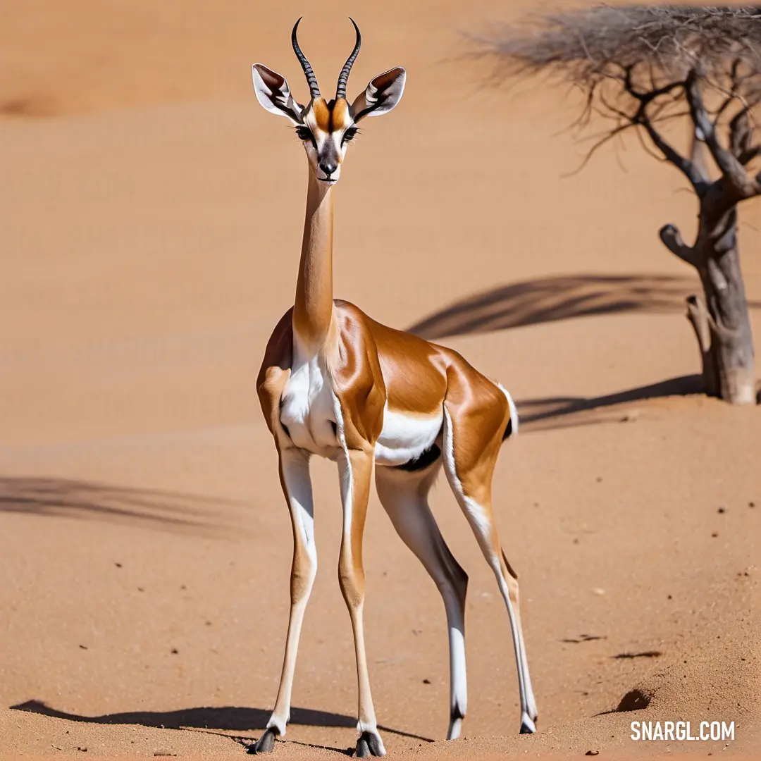 Gazelle standing in the sand near a tree in the desert