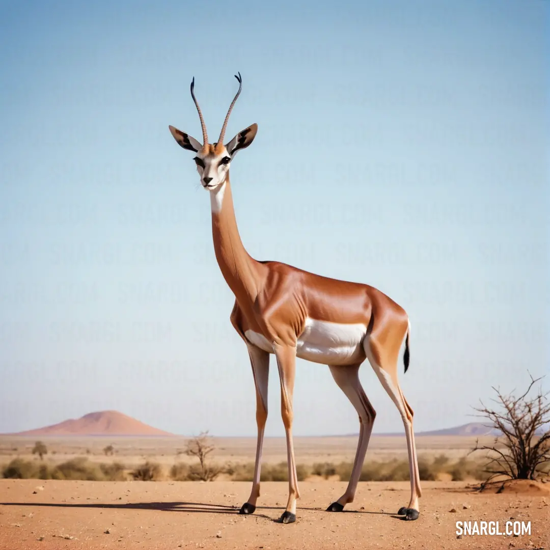 Gazelle standing in the middle of a desert plain with a sky background
