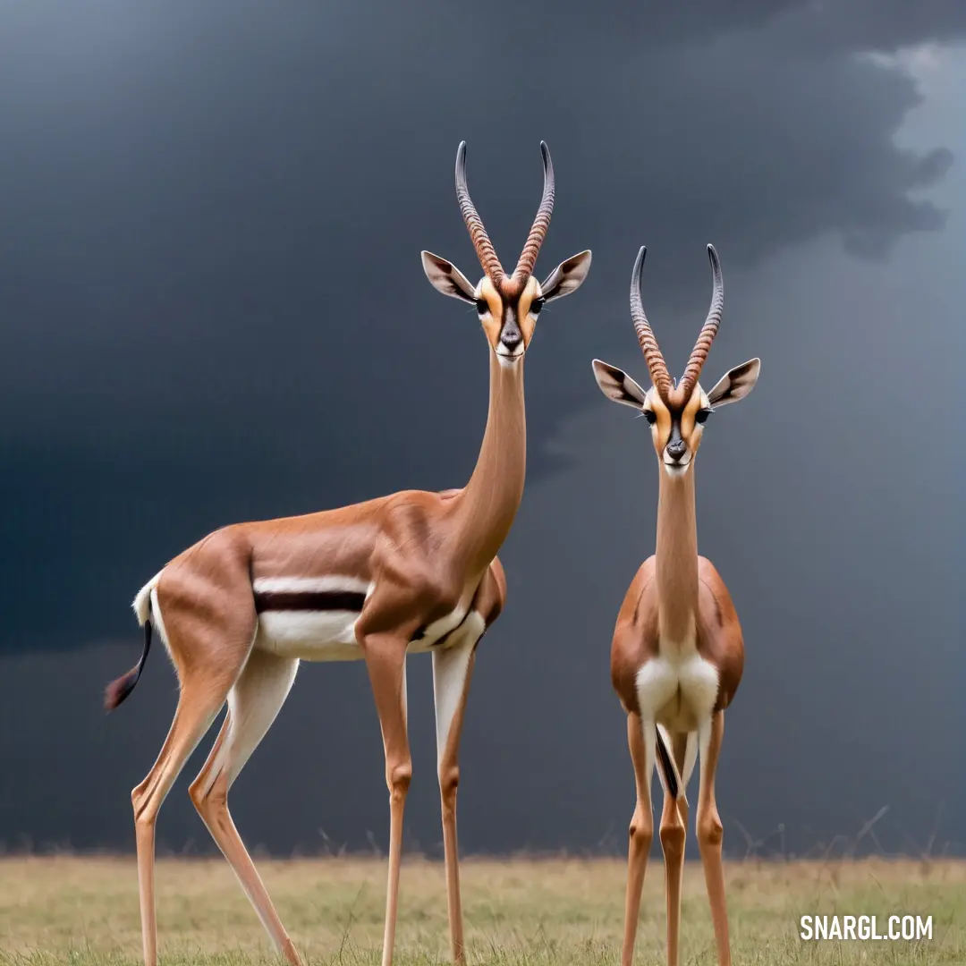 Two gazelles standing in a field with a dark sky in the background