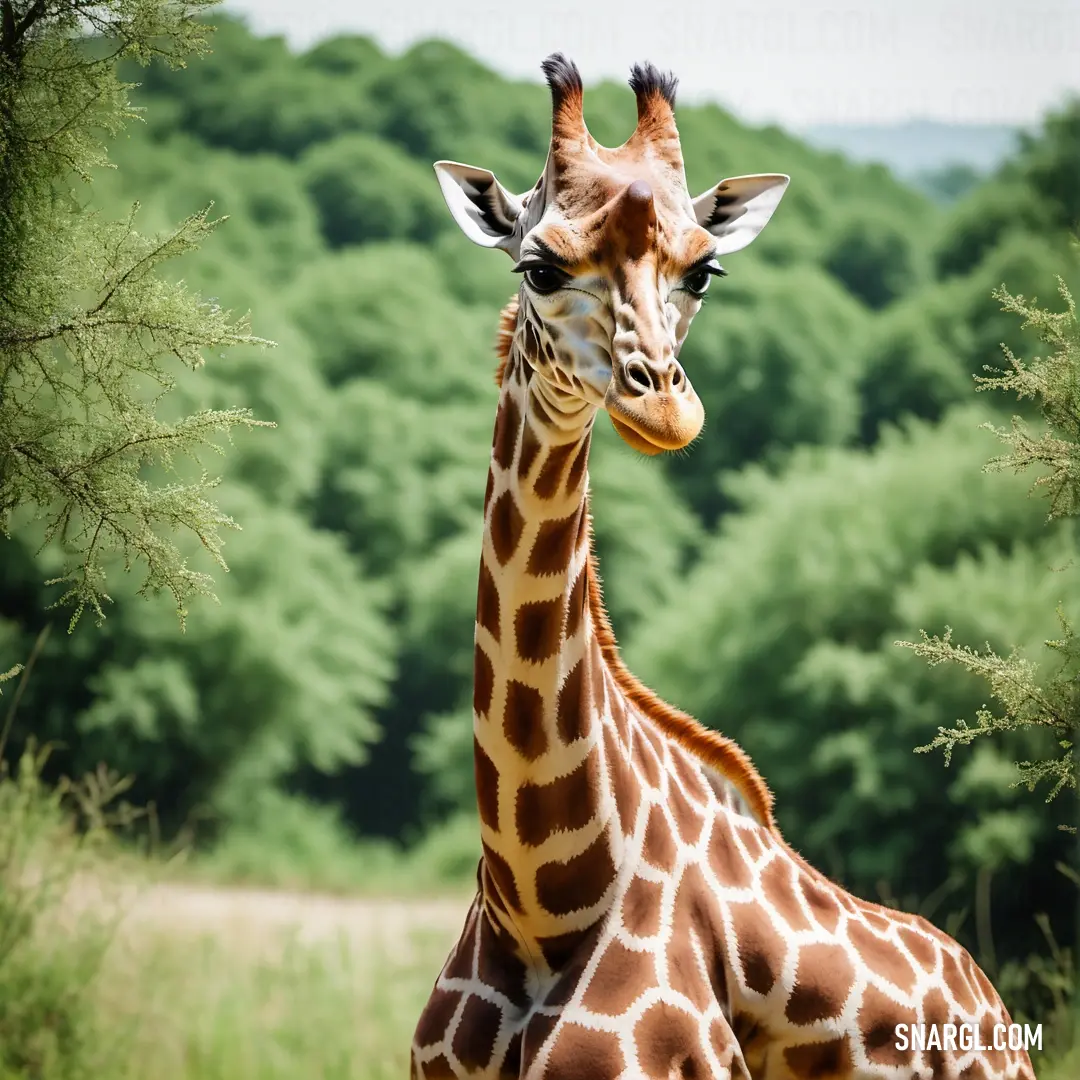 Giraffe standing in a field with trees in the background
