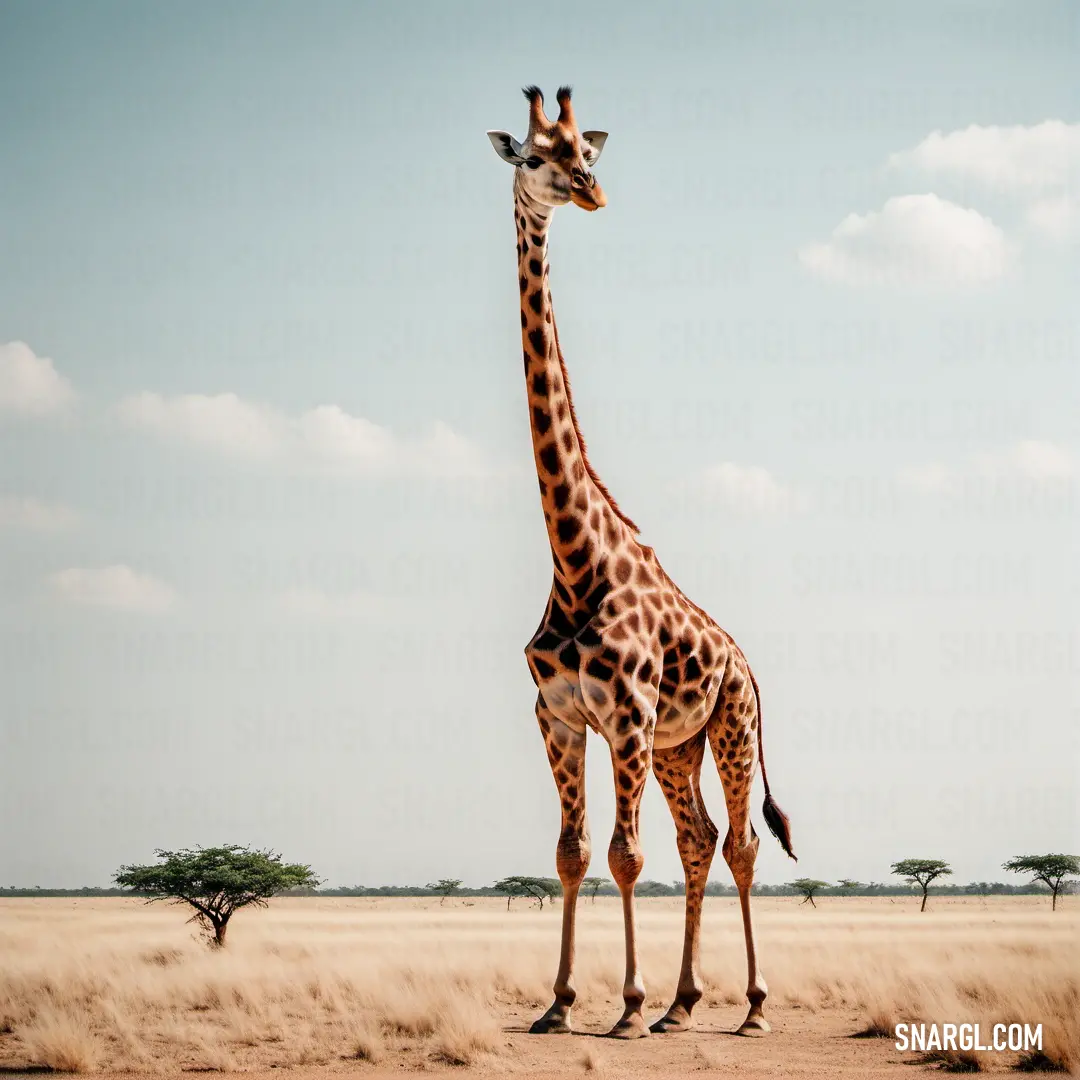 Giraffe standing in a field with a sky background