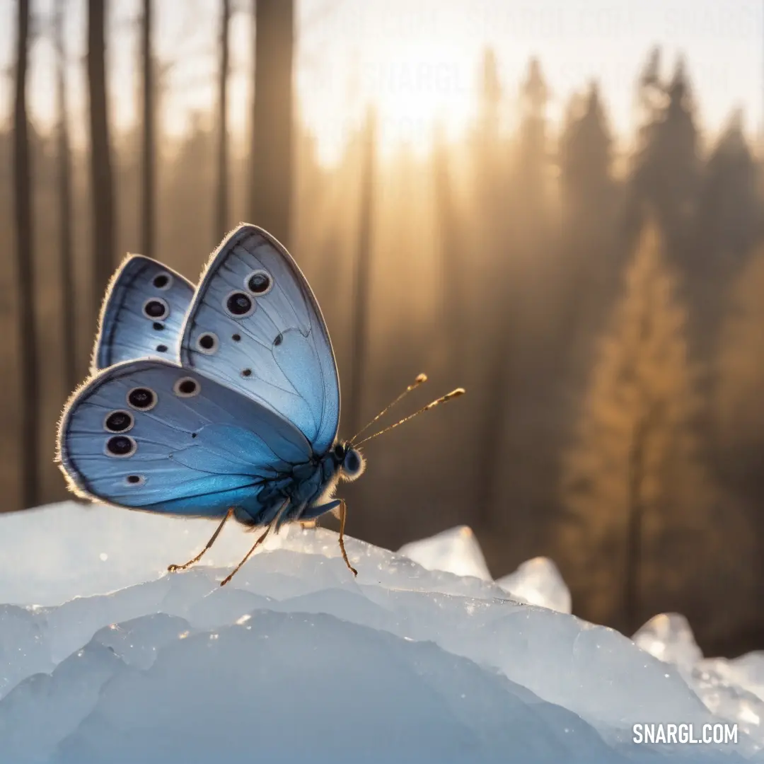 Blue butterfly on top of a pile of snow in the sun light of the forest behind it. Color Glaucous.