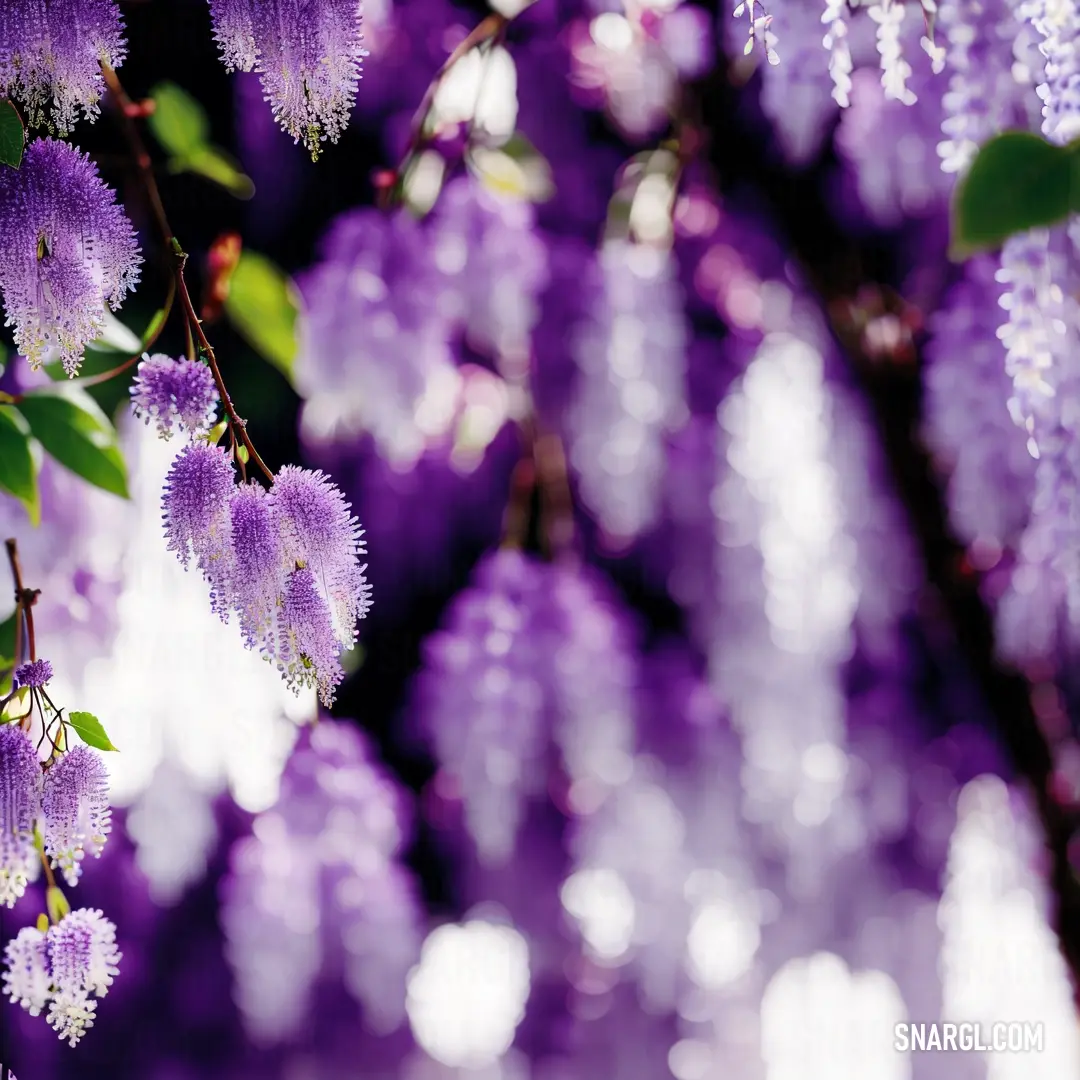 Bunch of purple flowers that are on a tree branch in the sun light