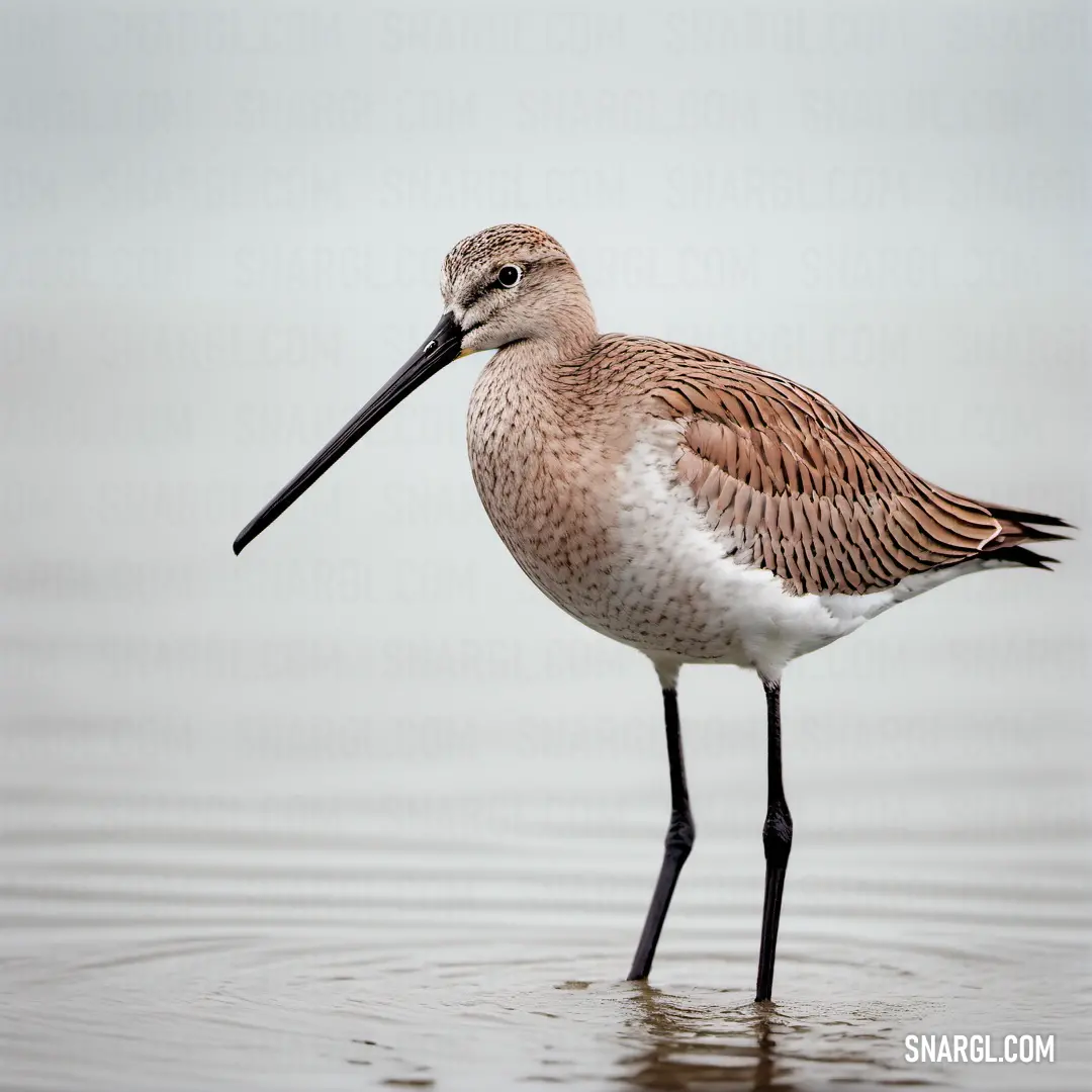A striking Godwit bird with a long beak and tall, slender legs stands motionless in shallow water, scanning the surroundings, its body poised and focused on its next move.