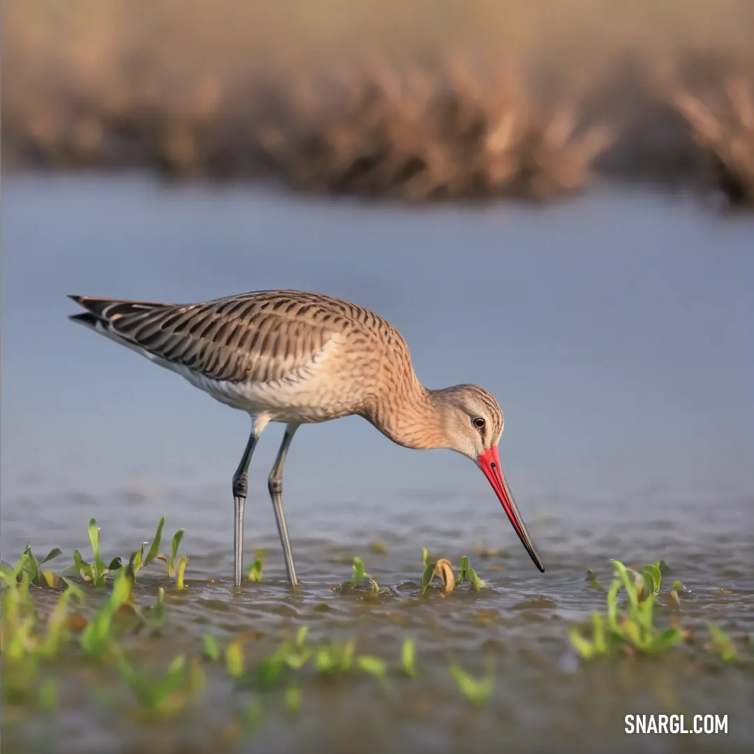 A graceful Godwit with a long, slender beak stands in shallow water, nibbling on the grass growing in the water's edge, its legs partially submerged in the cool water. The surrounding environment is peaceful, with soft reflections shimmering on the water'