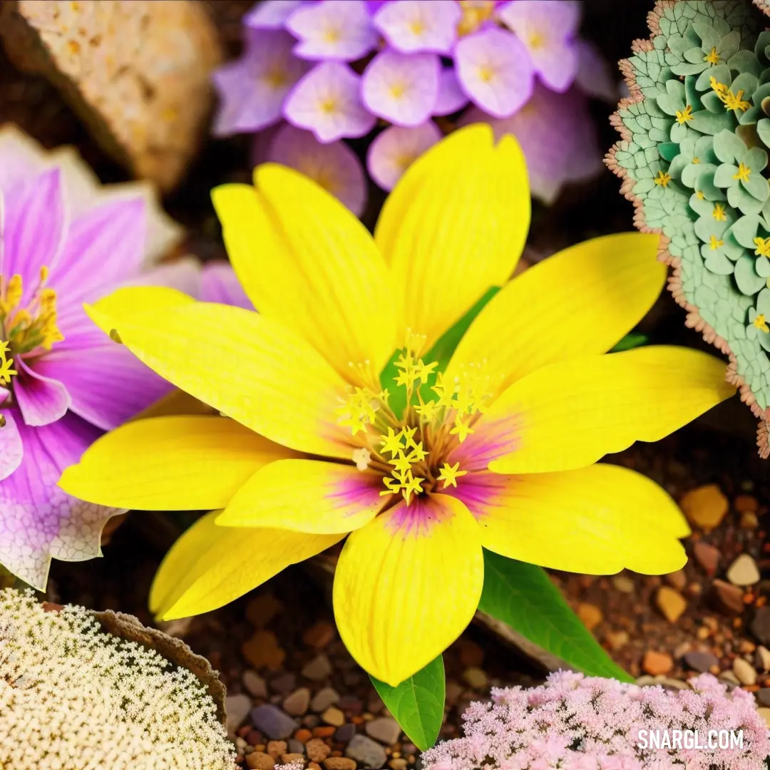 Close up of a flower on a ground with rocks and gravel in the background and a plant with a yellow center