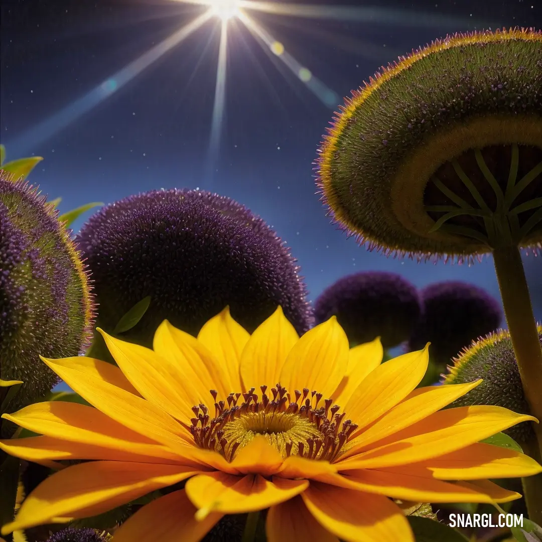 Golden yellow color. Sunflower is in the middle of a field of purple flowers with a bright sun in the background