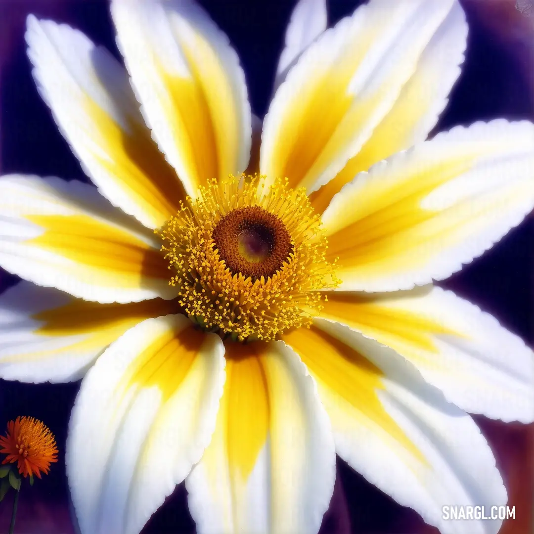 Close up of a yellow and white flower with a purple background and a yellow center in the center