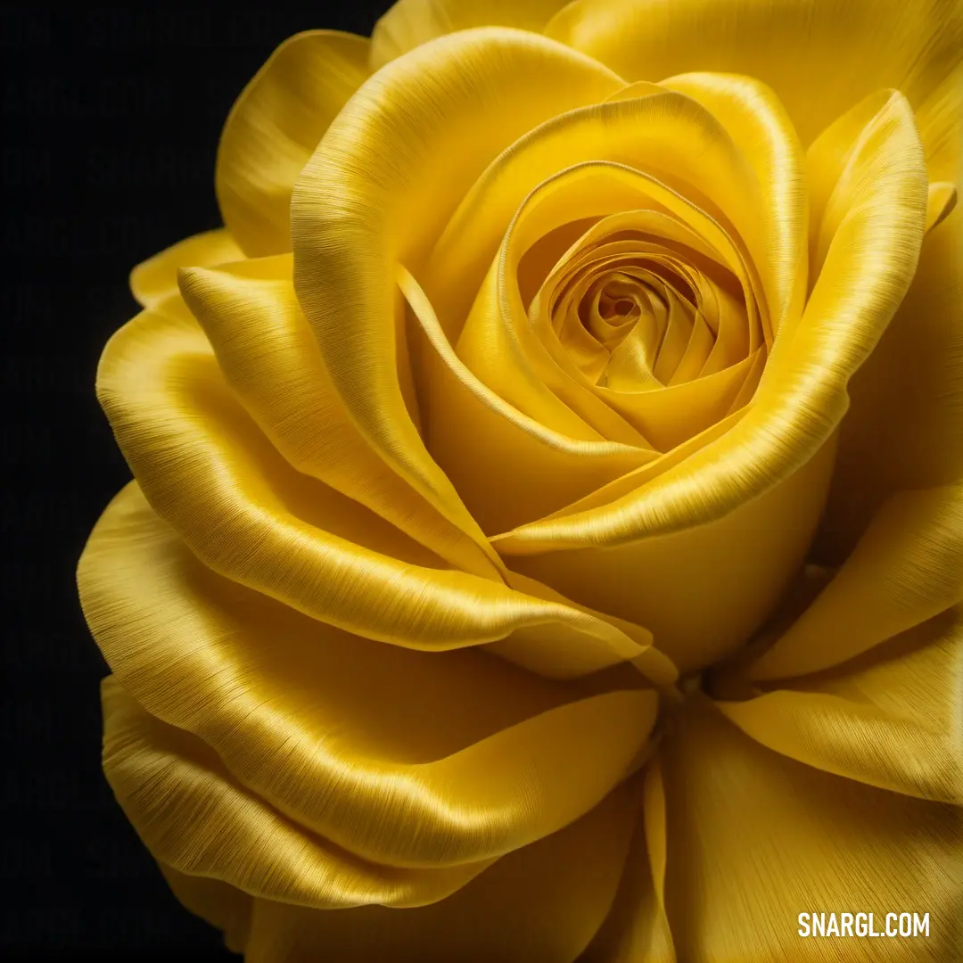 Goldenrod color example: Yellow rose is shown in this close up picture of the petals and petals are very large and bright