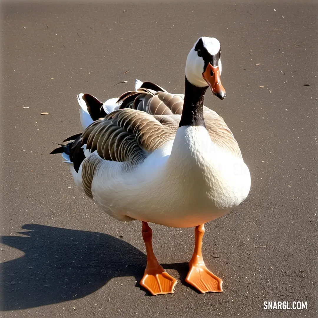 Couple of ducks standing on top of a sandy beach next to the ocean water