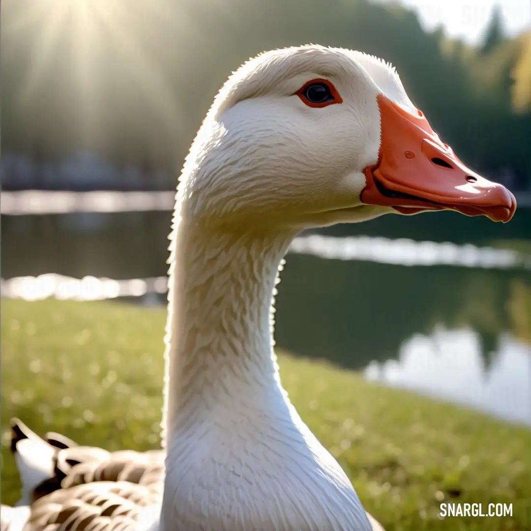 Duck is standing in the grass near the water and the sun is shining on the water behind it