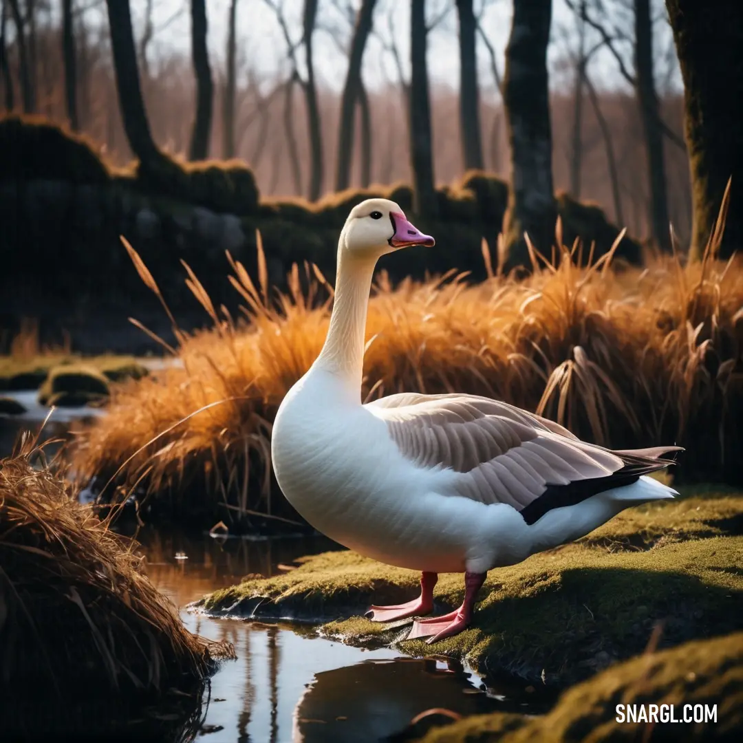 Duck standing on a rock in a swampy area with grass and trees in the background