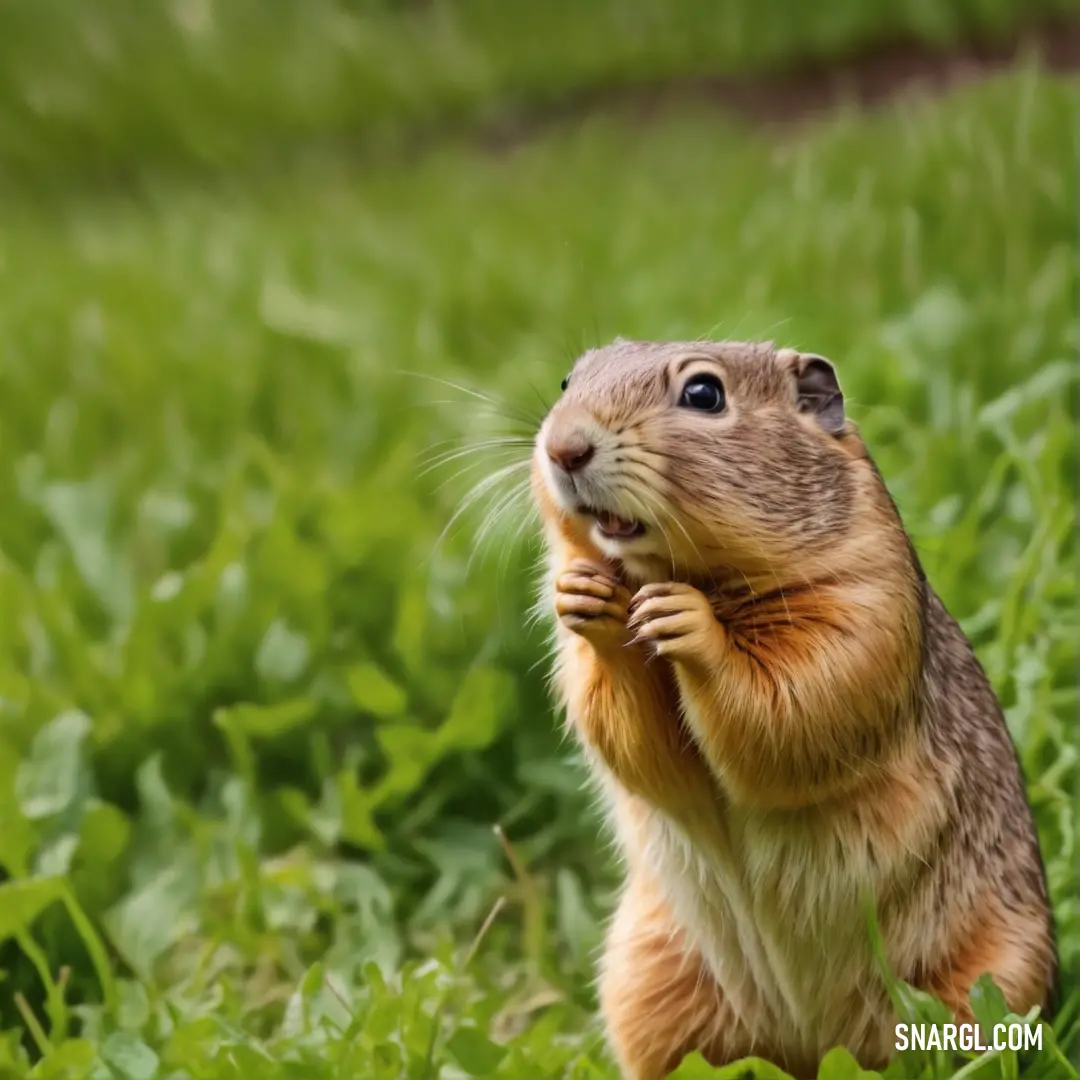 Small rodent standing on its hind legs in the grass eating a piece of food from its hands
