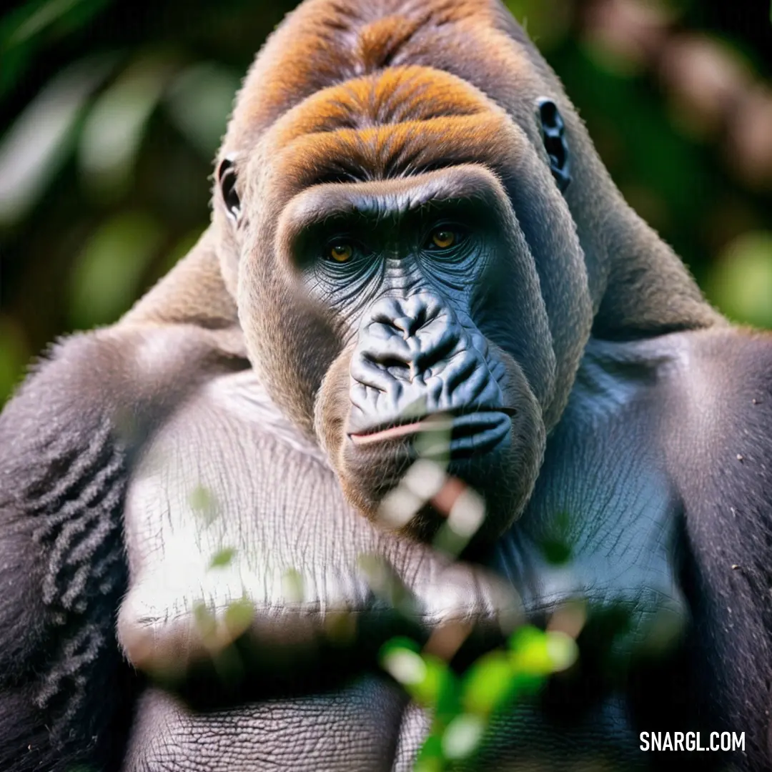 Close up of a monkey with a bush in the background