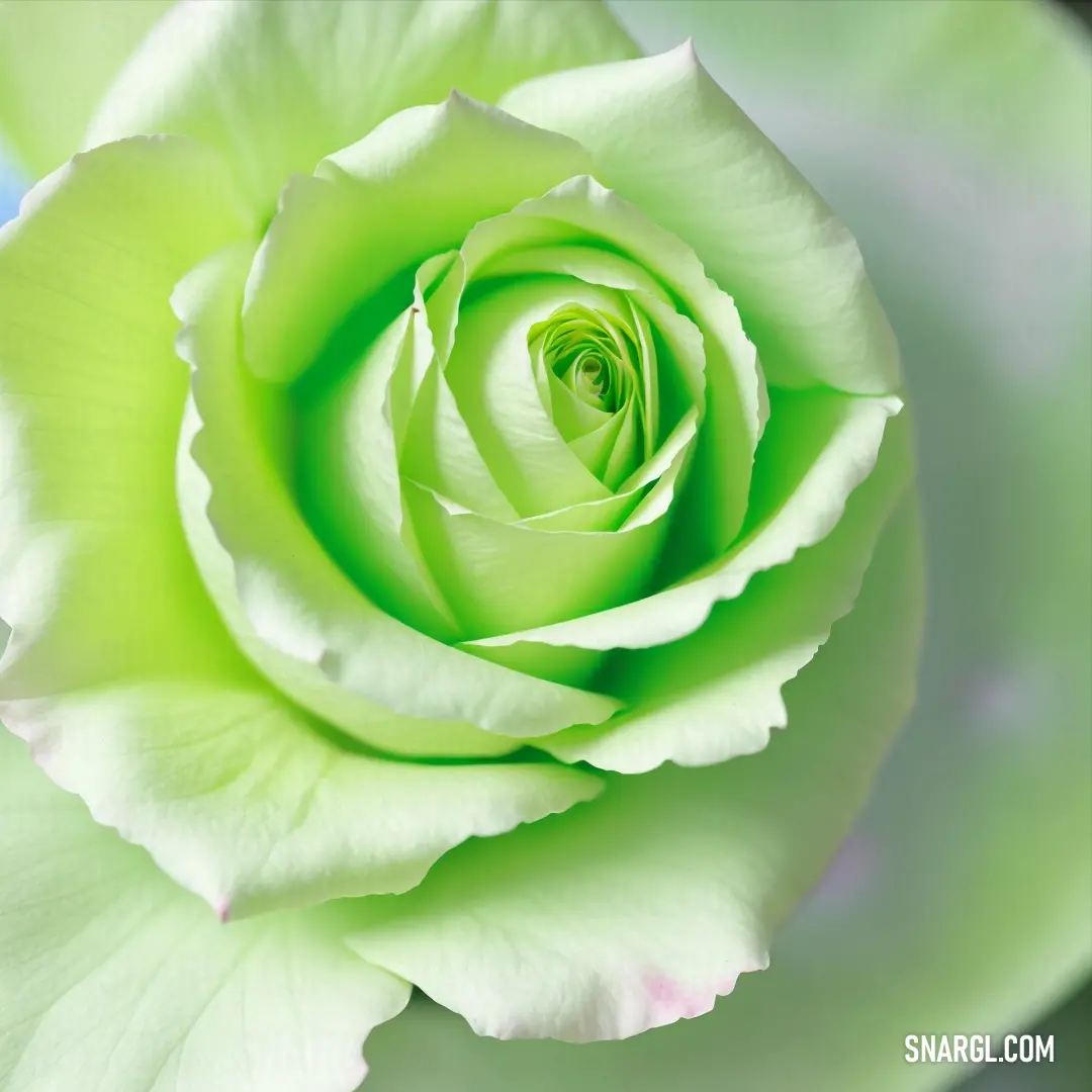 Green rose with a white center is shown in the center of the image