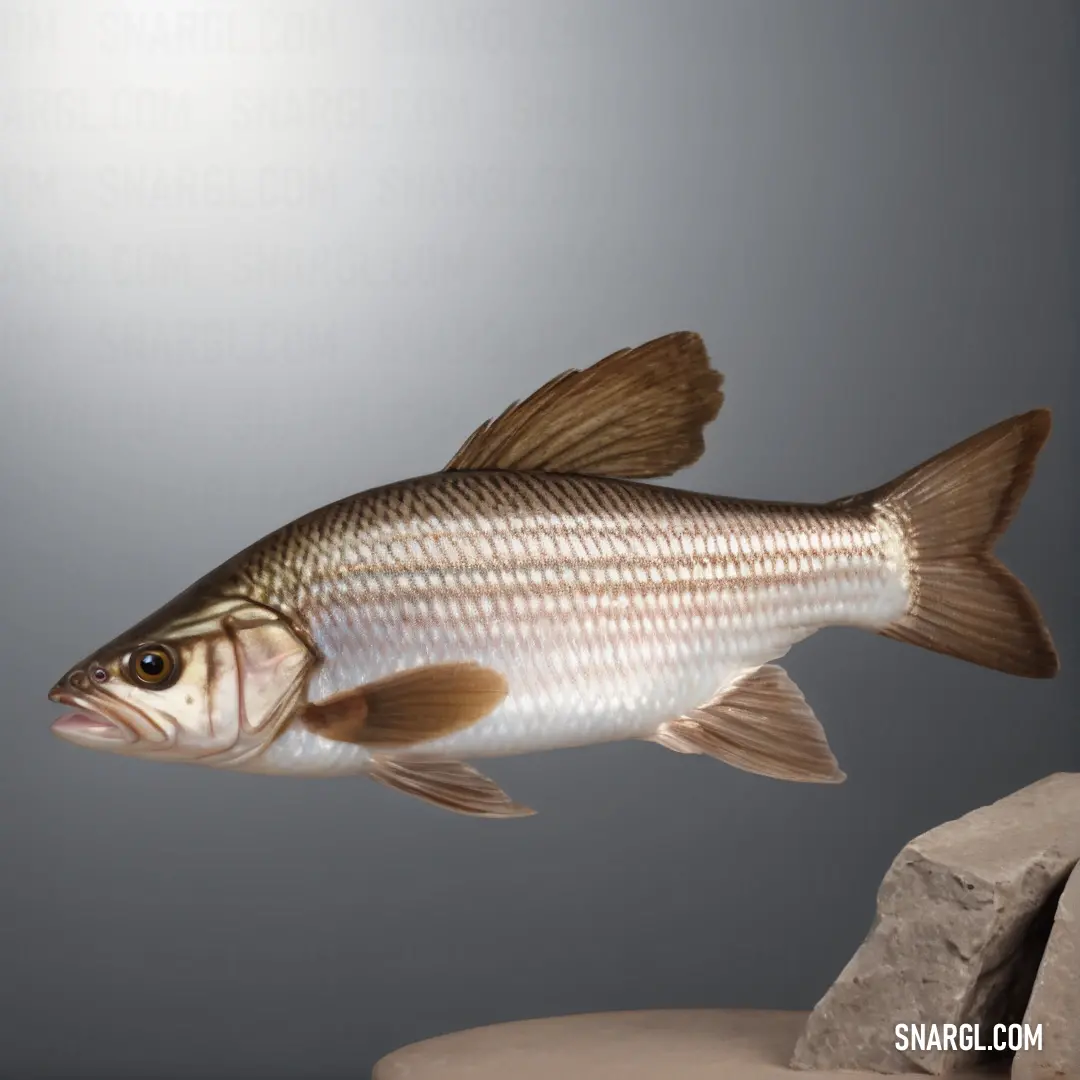 Fish is swimming in the water near a rock and a rock wall with a light shining on it