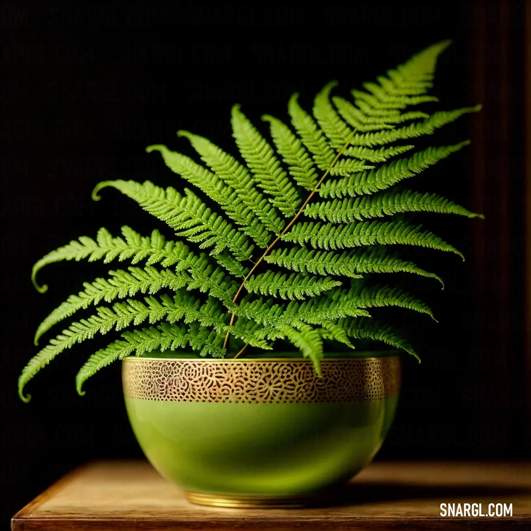 Green plant in a gold rimmed bowl on a table top with a black background. Example of RGB 128,128,0 color.