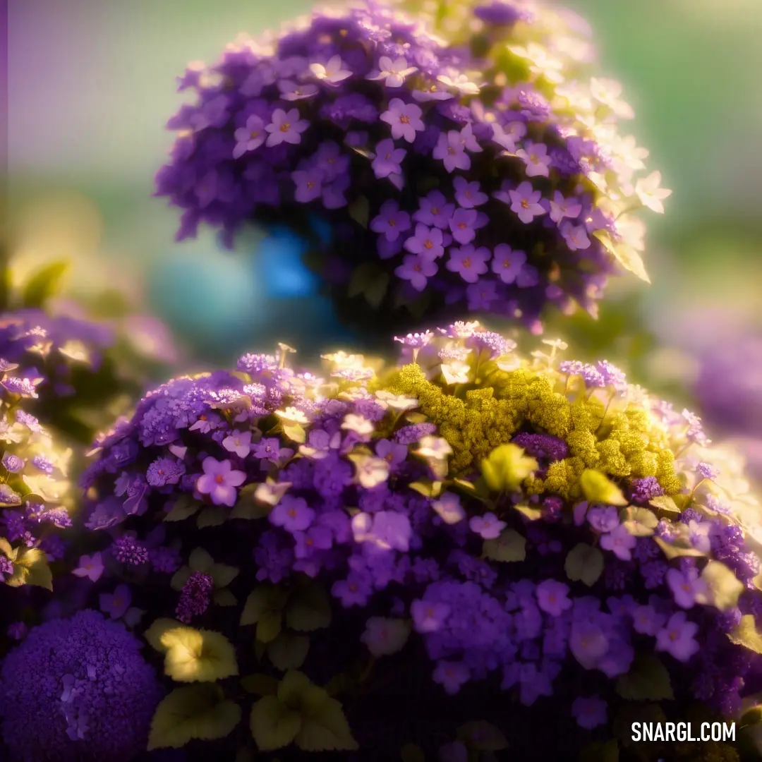 Bunch of purple flowers with green leaves on them and a blue vase in the background