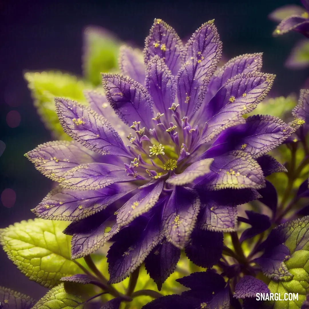 Purple flower with green leaves on a purple background with a blurry background of the flower