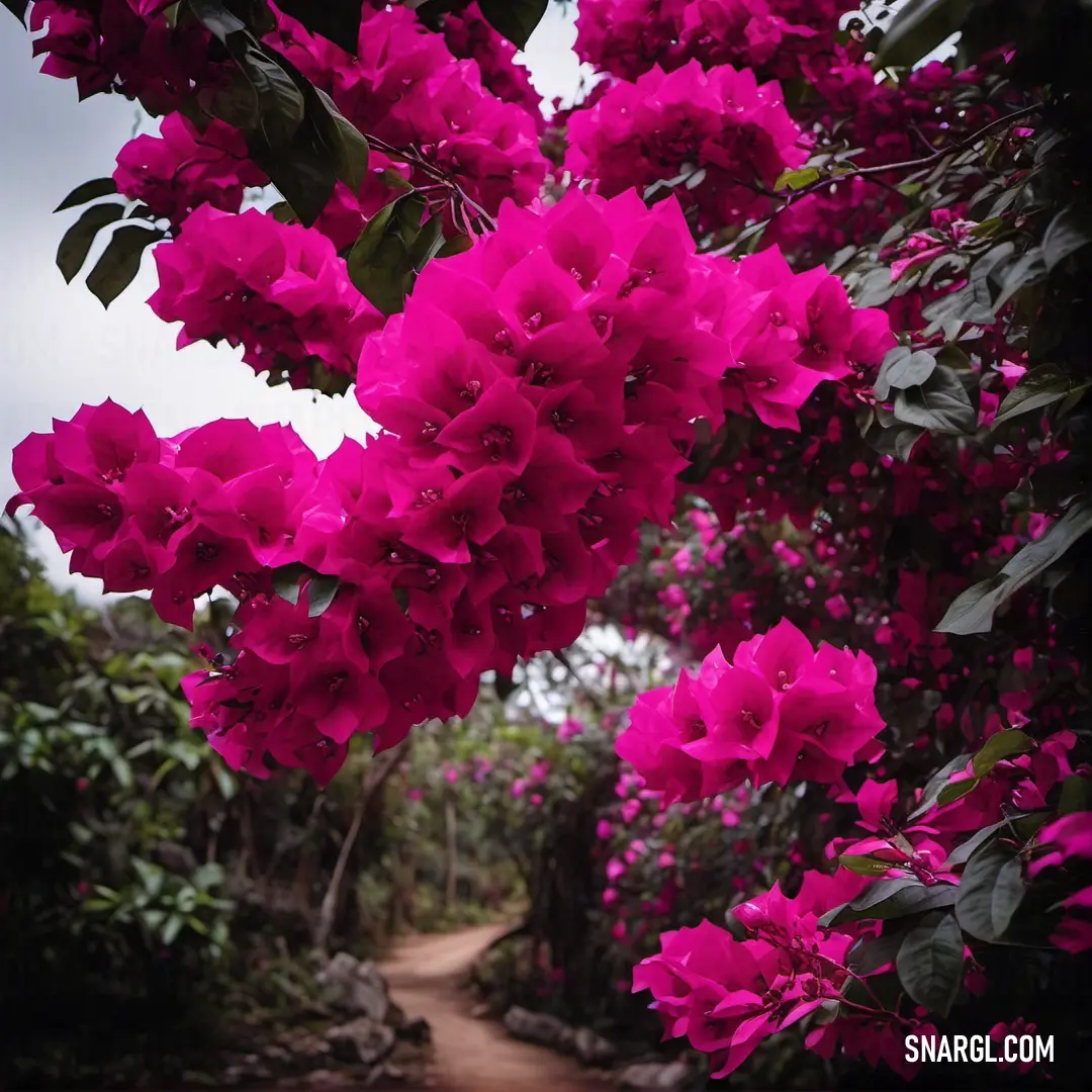 Path with pink flowers on it and a dirt path in the background. Color #F400A1.
