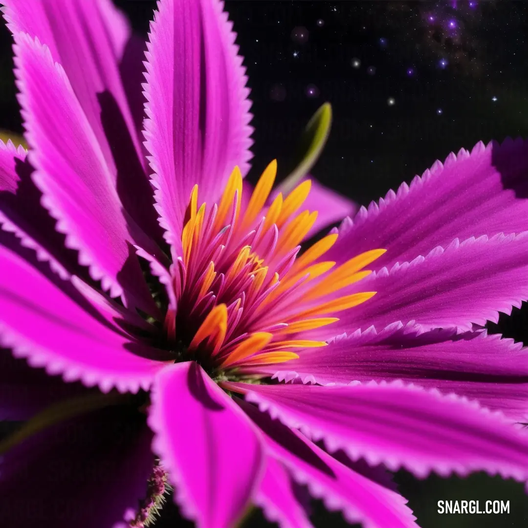 Close up of a purple flower with a star in the background of the image