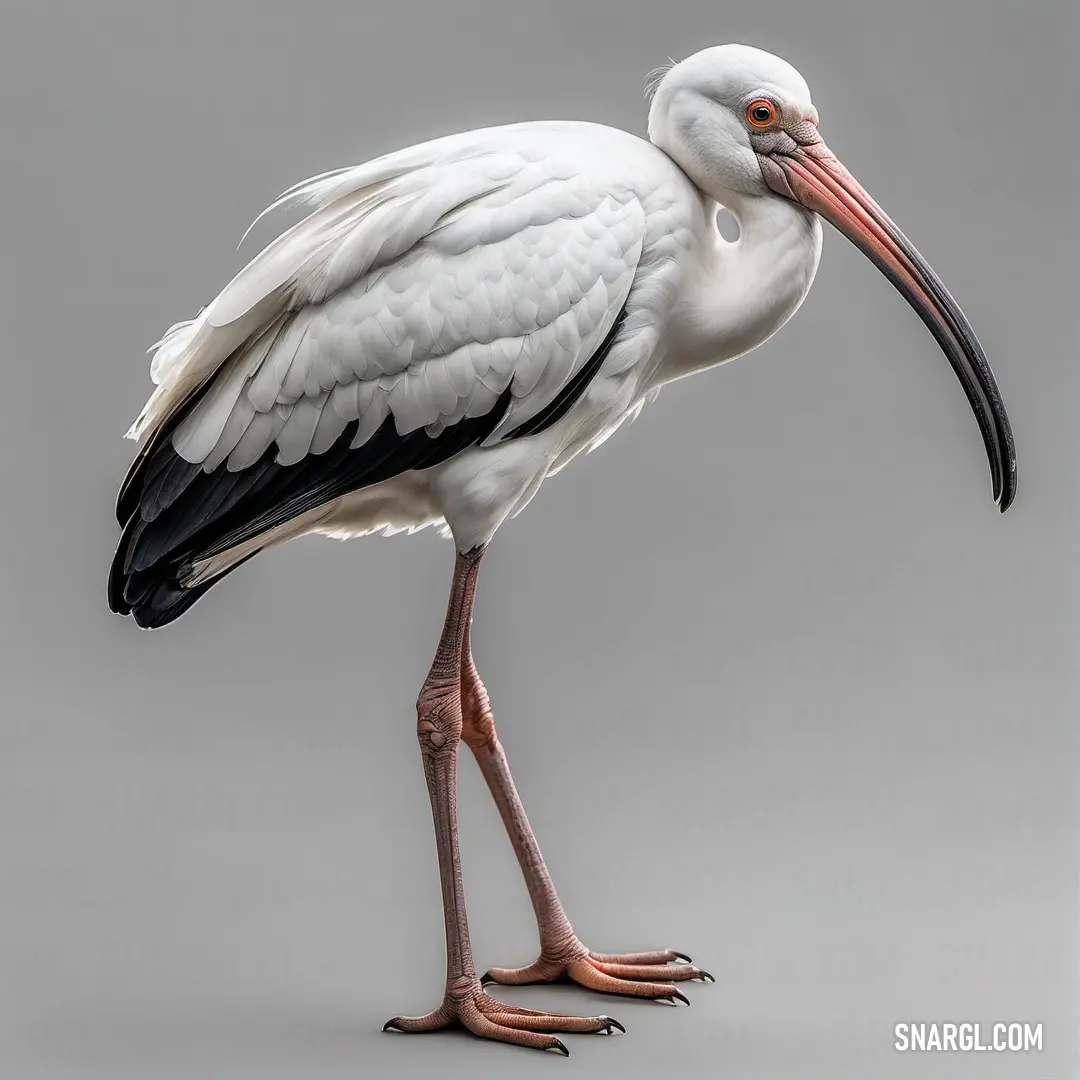 A White Ibis in a tranquil moment, balancing on one leg, with a long black beak and bill, looking thoughtfully at the ground. A White Ibis stands gracefully on one leg, its striking black beak and long bill contrasting against its white feathers. It gazes downward, focused on the ground in front of it, perfectly balancing in the serene surroundings.