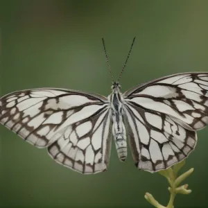 Ideopsis