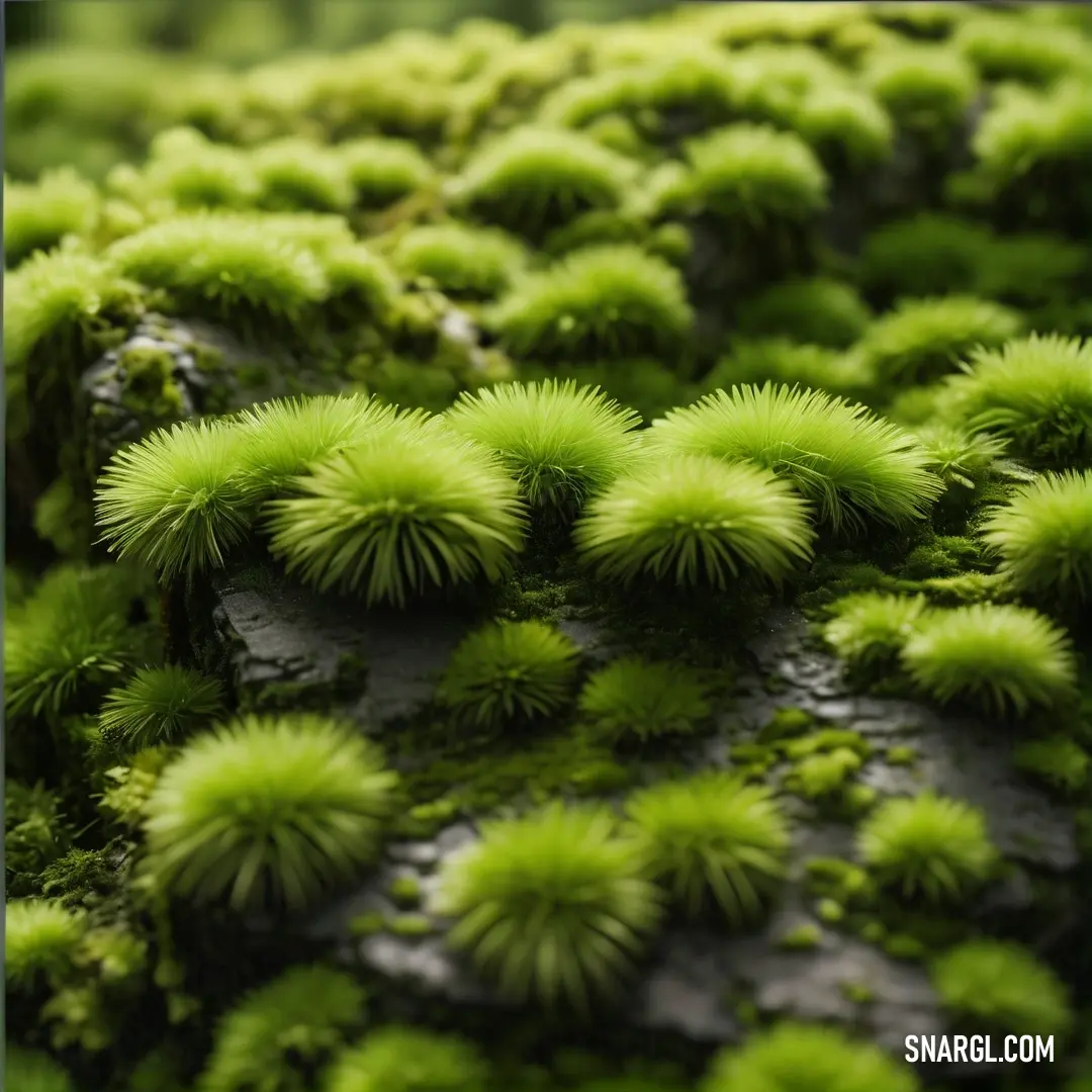 Close up of a mossy surface with small green balls of moss growing on it's surface. Color #B2EC5D.