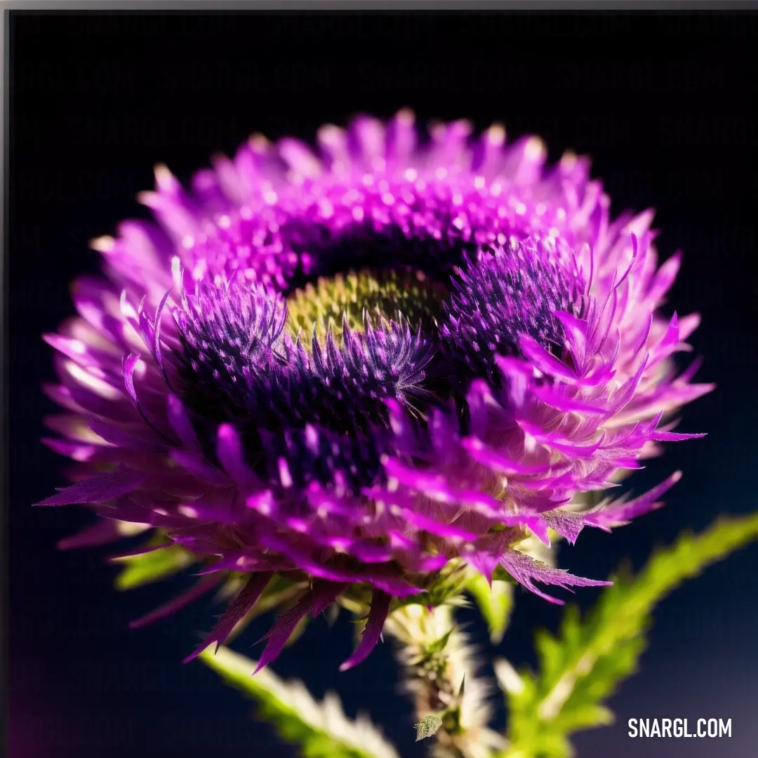 Purple flower with a green stem in the middle of it's petals and a blue background behind it