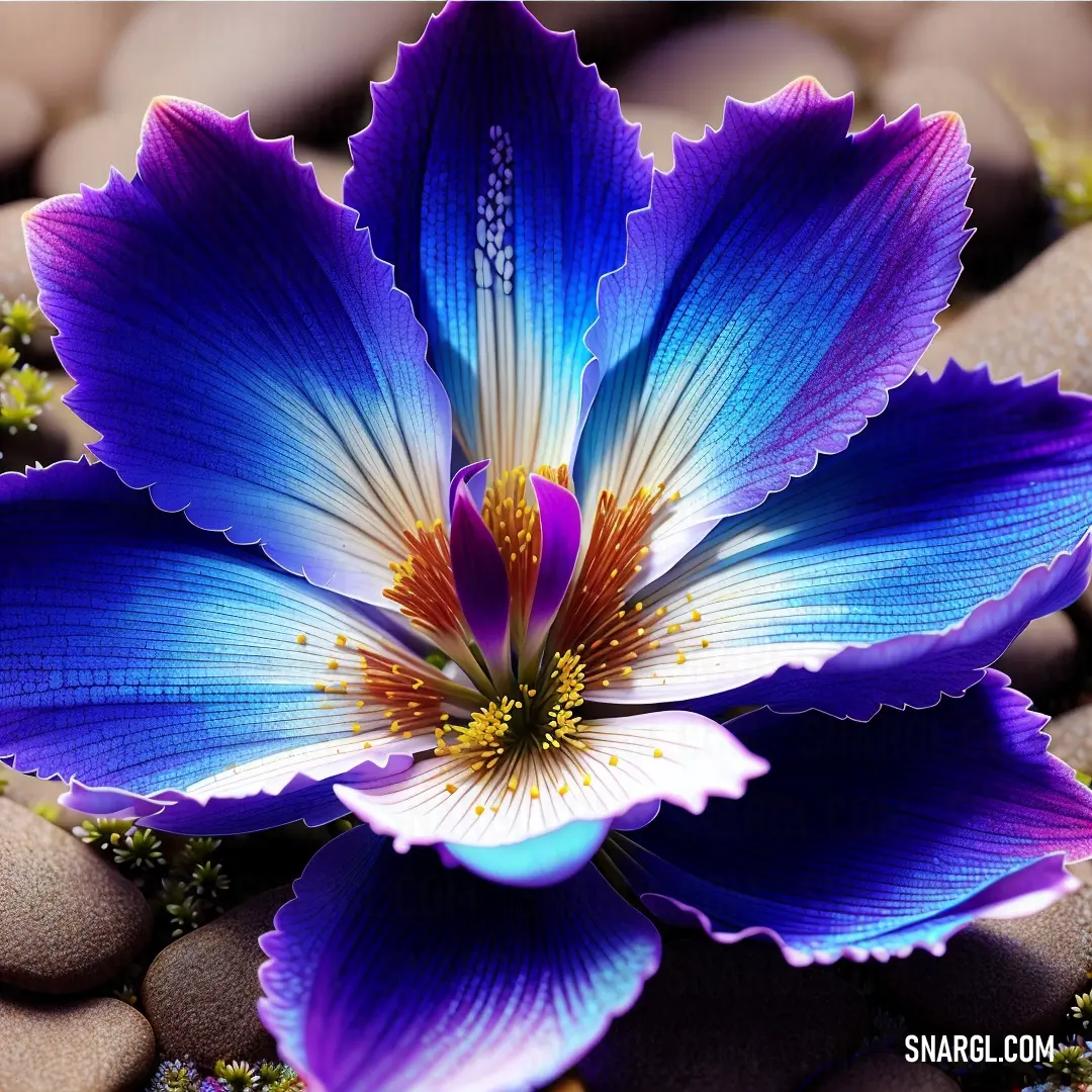 Blue flower with a yellow center surrounded by rocks and gravels on a sunny day with a blue sky