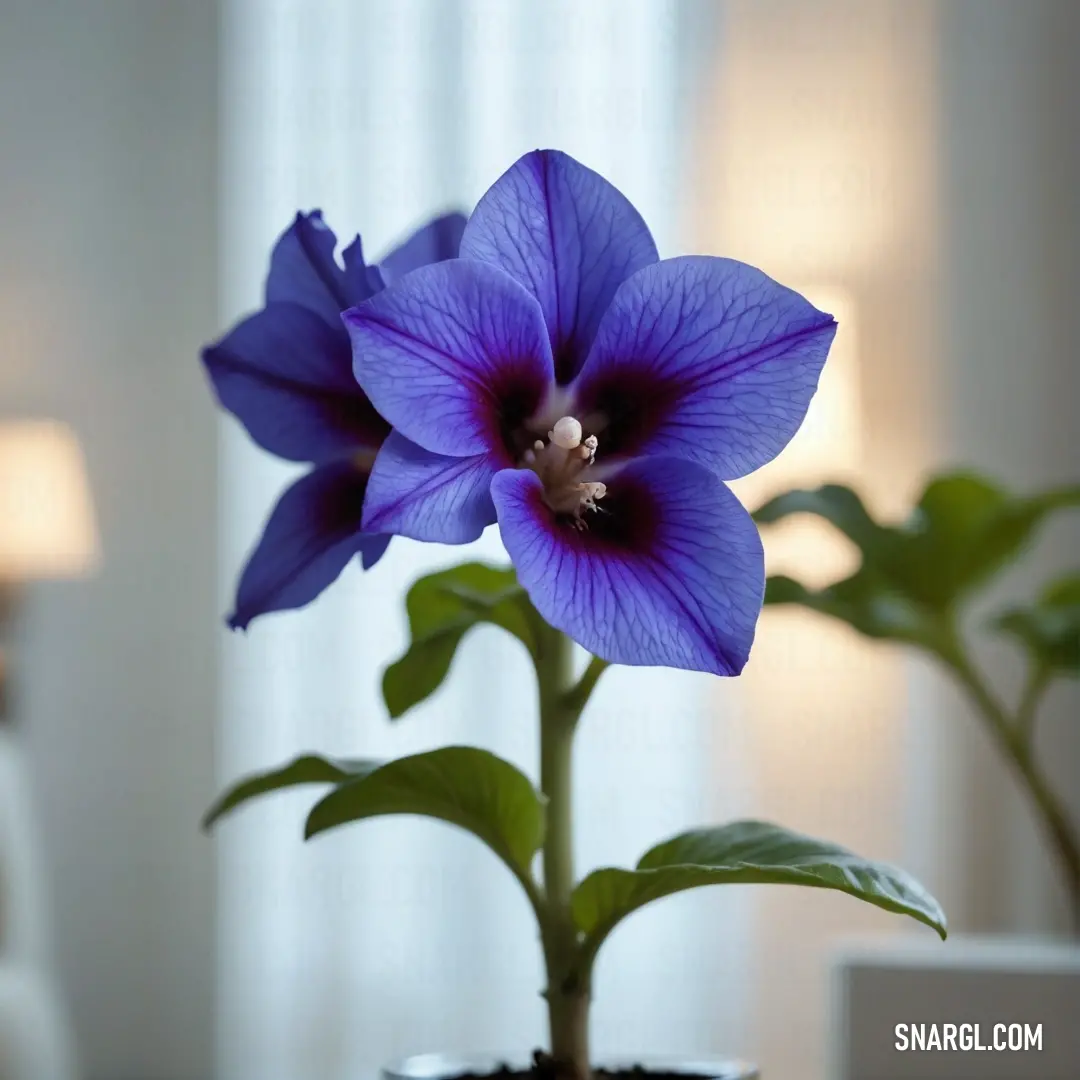 Blue flower is in a pot on a table next to a window sill. Example of #5A4FCF color.