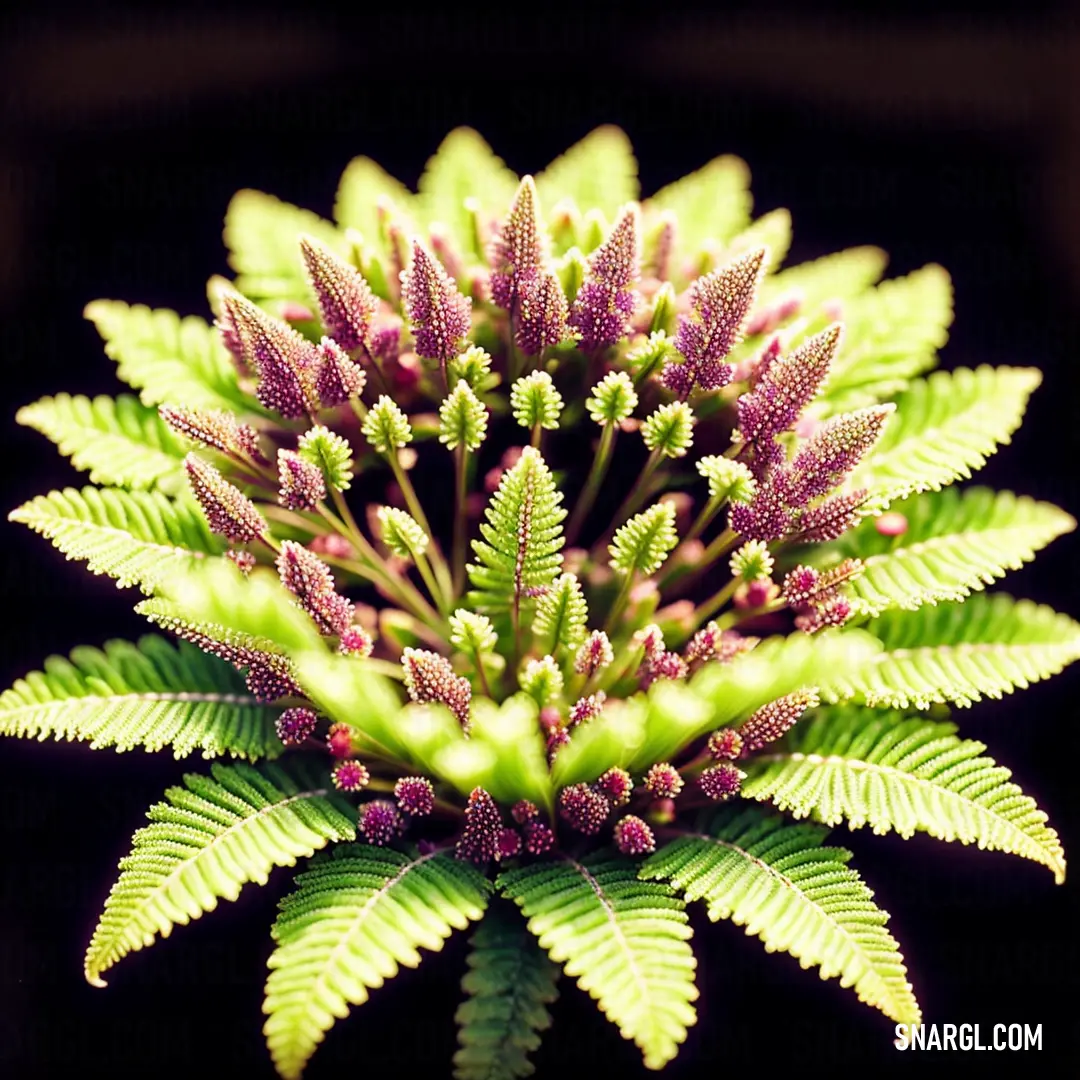 A close-up of a striking green and purple plant, its vibrant leaves intricately arranged around a delicate stem. The plant stands out sharply against a black background, highlighting its unique, colorful beauty.