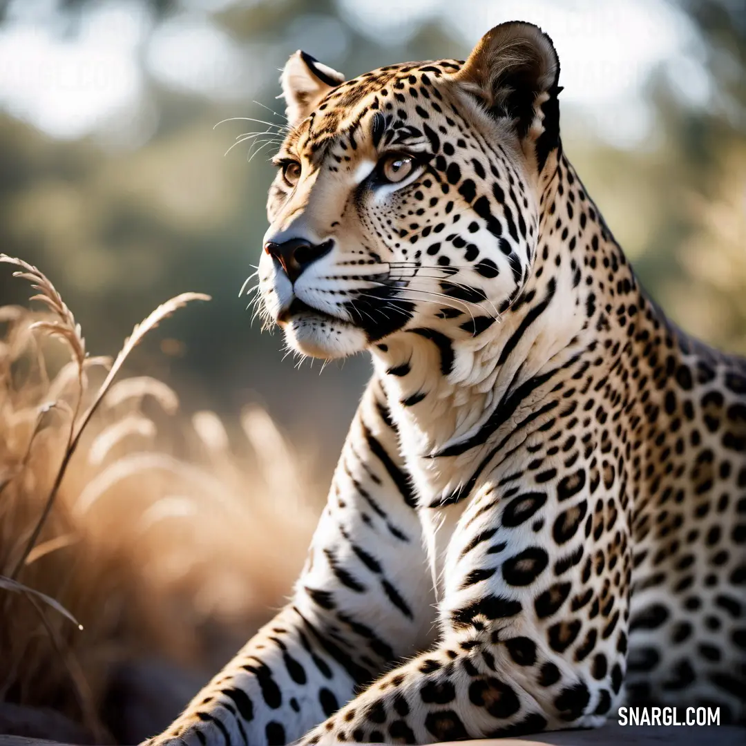 Large leopard laying on top of a rock next to tall grass and trees in the background