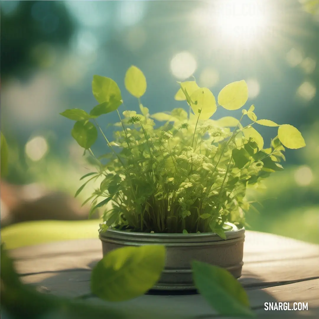 Potted plant on a wooden table in the sun light with green leaves on it and a blurry background. Example of June bud color.