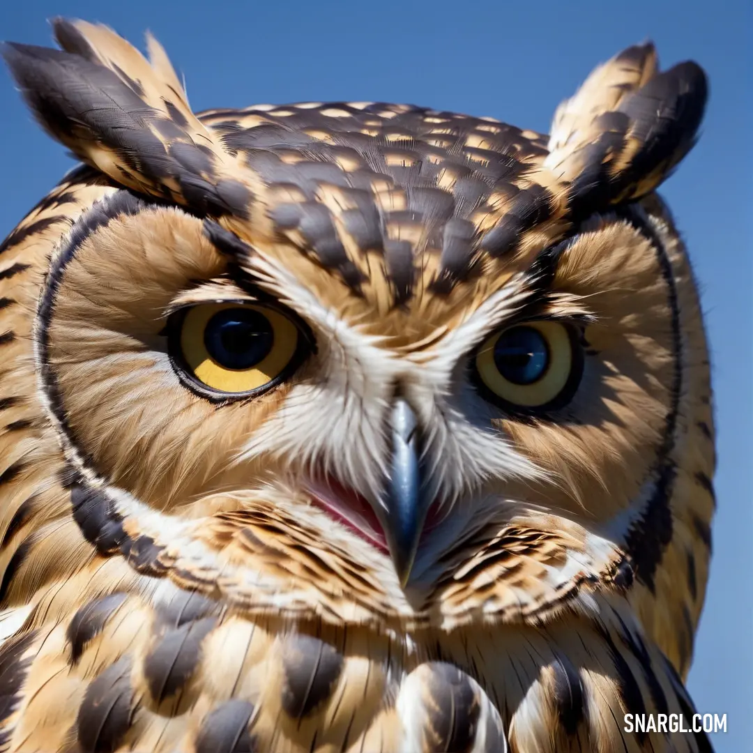 Close up of an owl with a sky background behind it
