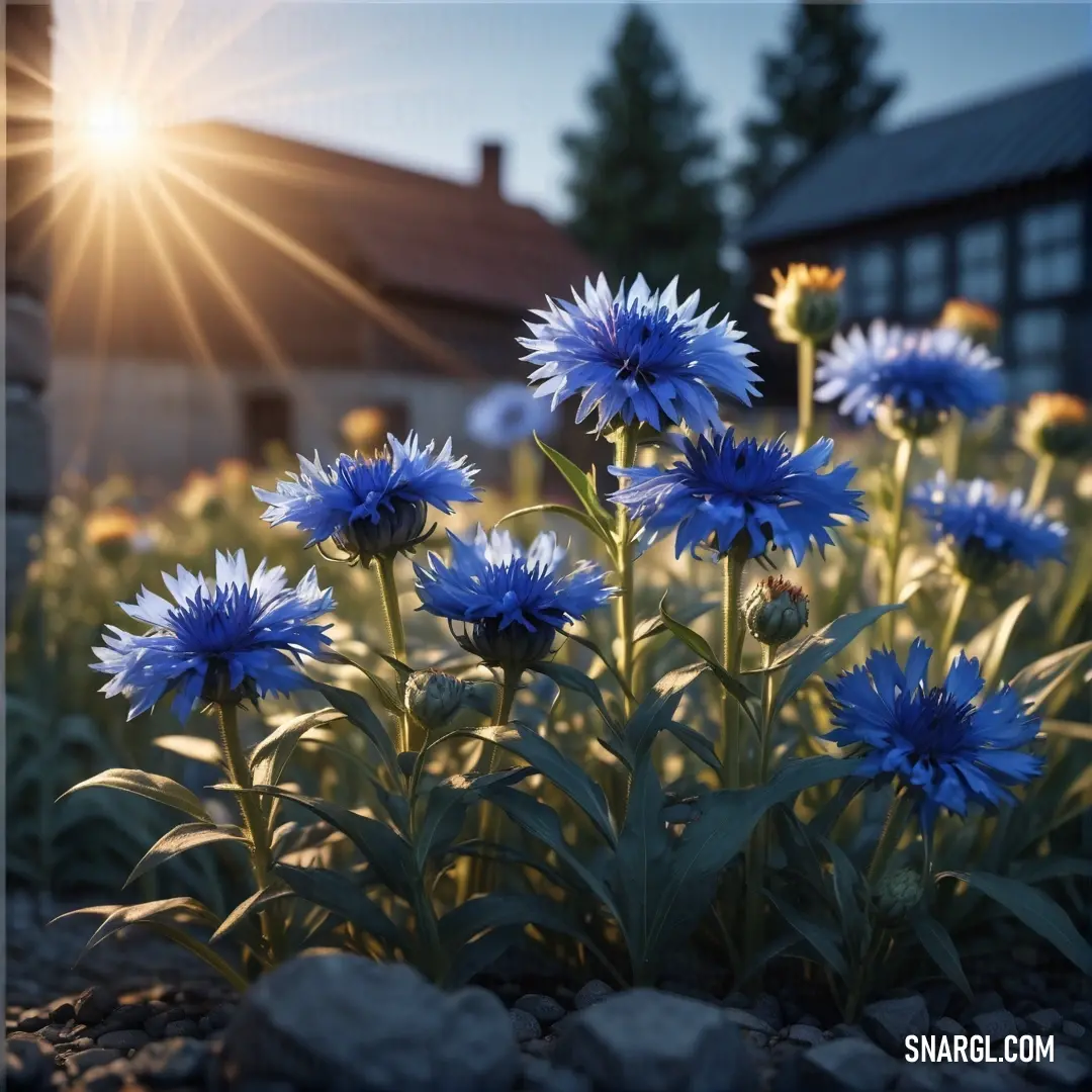 Field of blue flowers with the sun shining in the background. Color #002FA7.