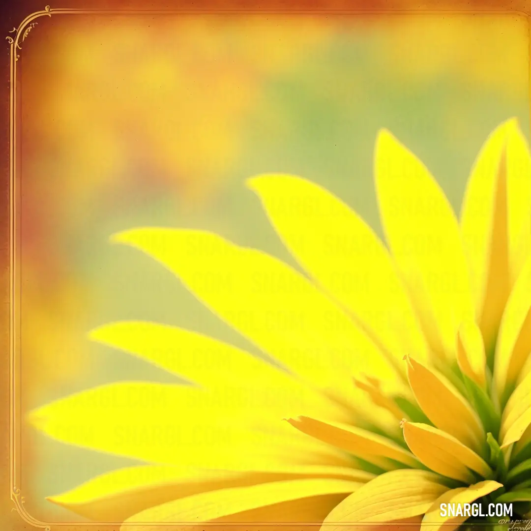 Yellow flower with a green center in a frame on a table top with a blurry background of the flower