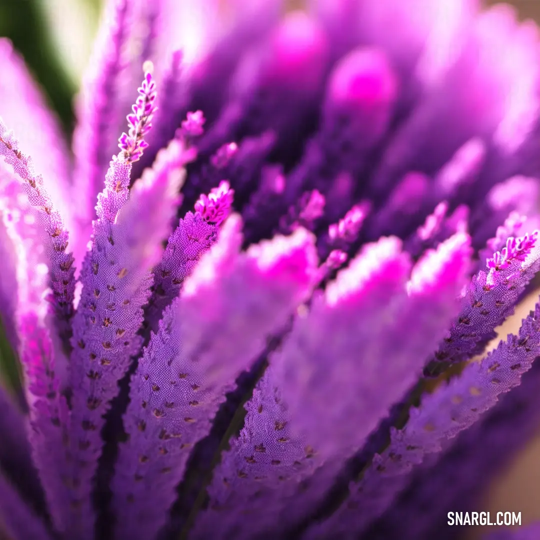 Close up of a purple flower with a blurry background of the petals