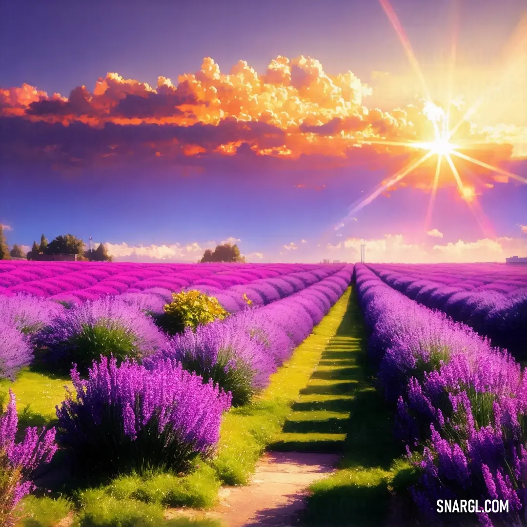 Field of lavender flowers with the sun shining over the horizon in the background and a path leading to the field