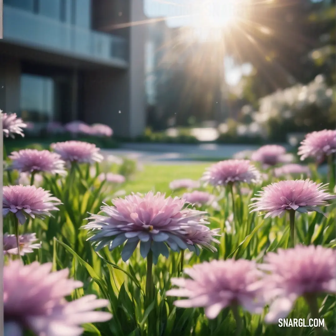 Field of flowers with the sun shining in the background. Color RGB 251,174,210.