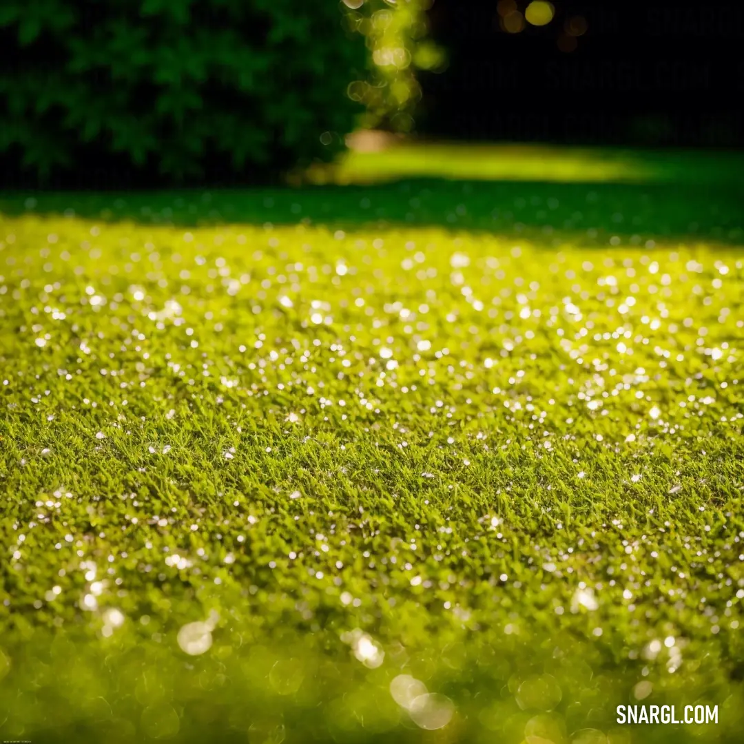 Field of grass with water droplets on it and a tree in the background with a green grass field